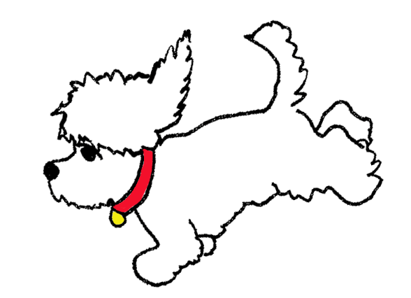 COLTON, the Diabetes Alert Dog