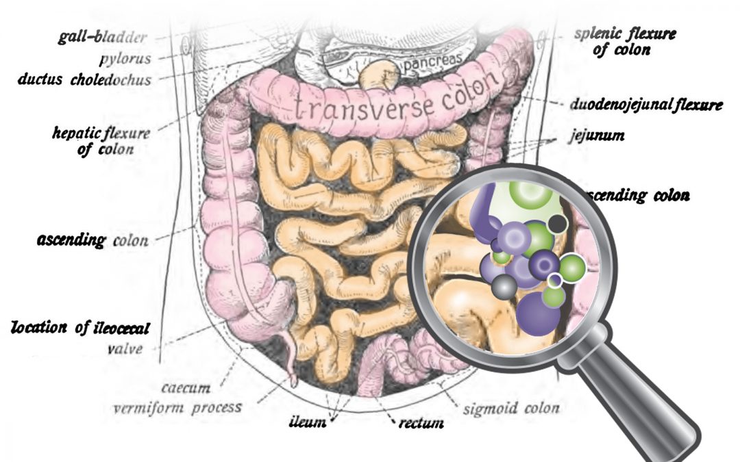 Savvy on The Gut Microbiome and Inflammation