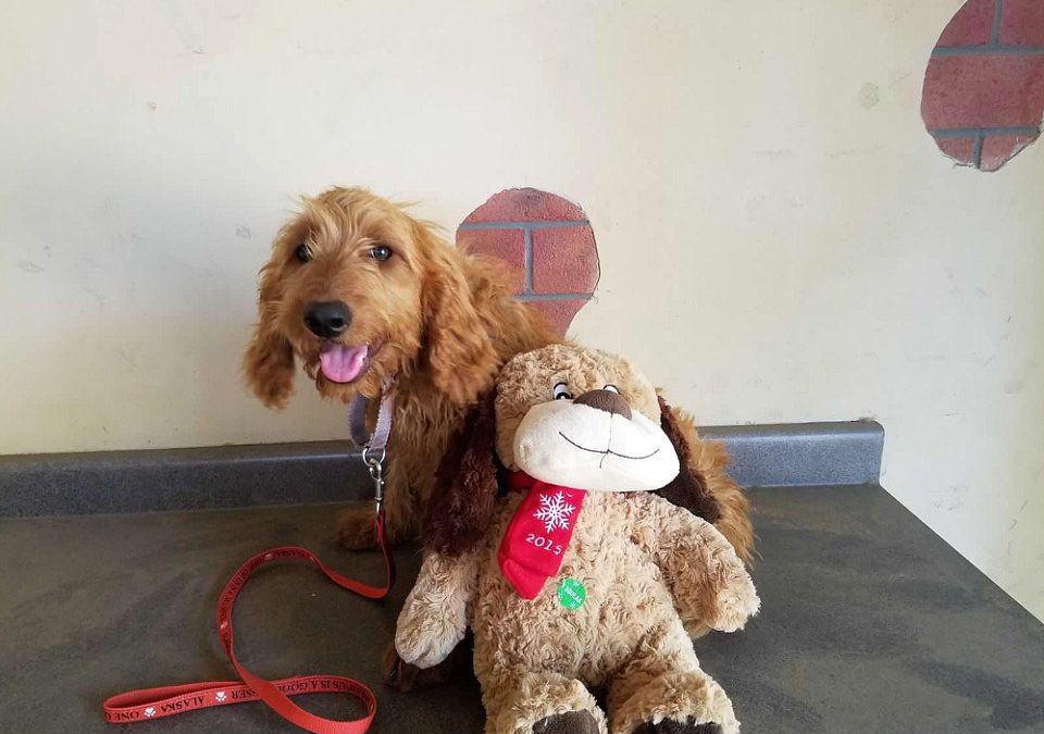 Savvy Meets David Brownstein and Noodle (D.A.D.)