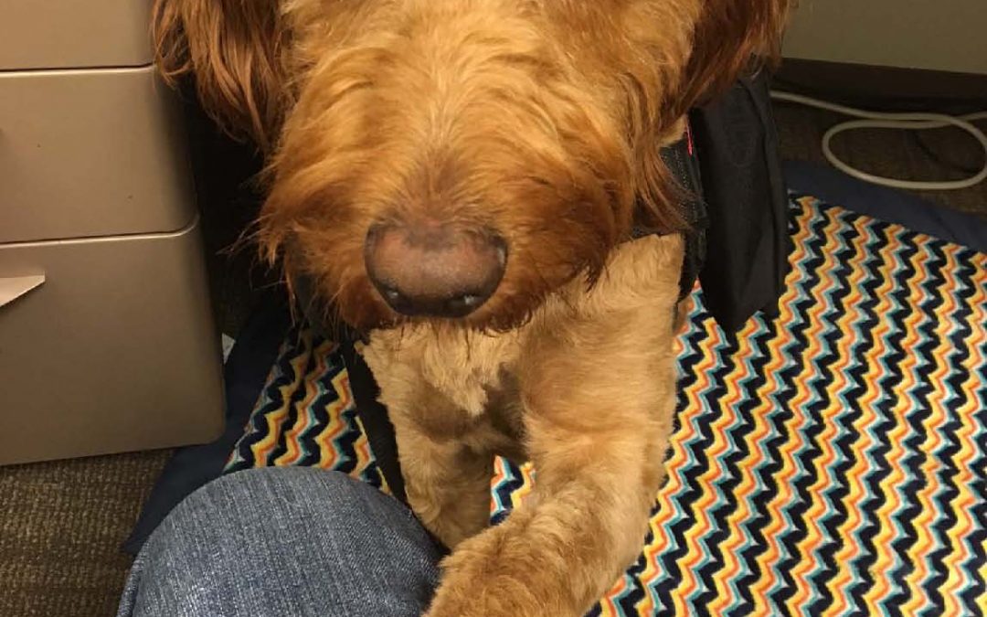 Savvy Pets, 10/4/19:  Gotta love NOODLE!