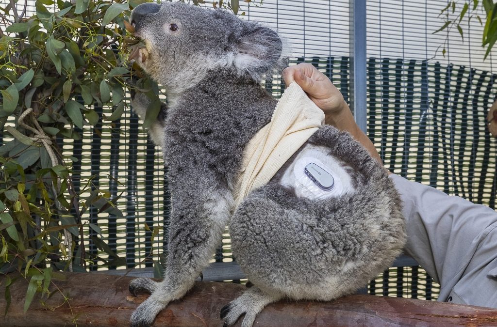 Quincy, the Diabetic Koala Wears a Dexcom G6!