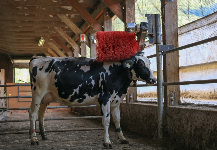 Savvy WAY OFF TOPIC but FUN!  DNA, Cow Scratching, Zombie Genes and Kite