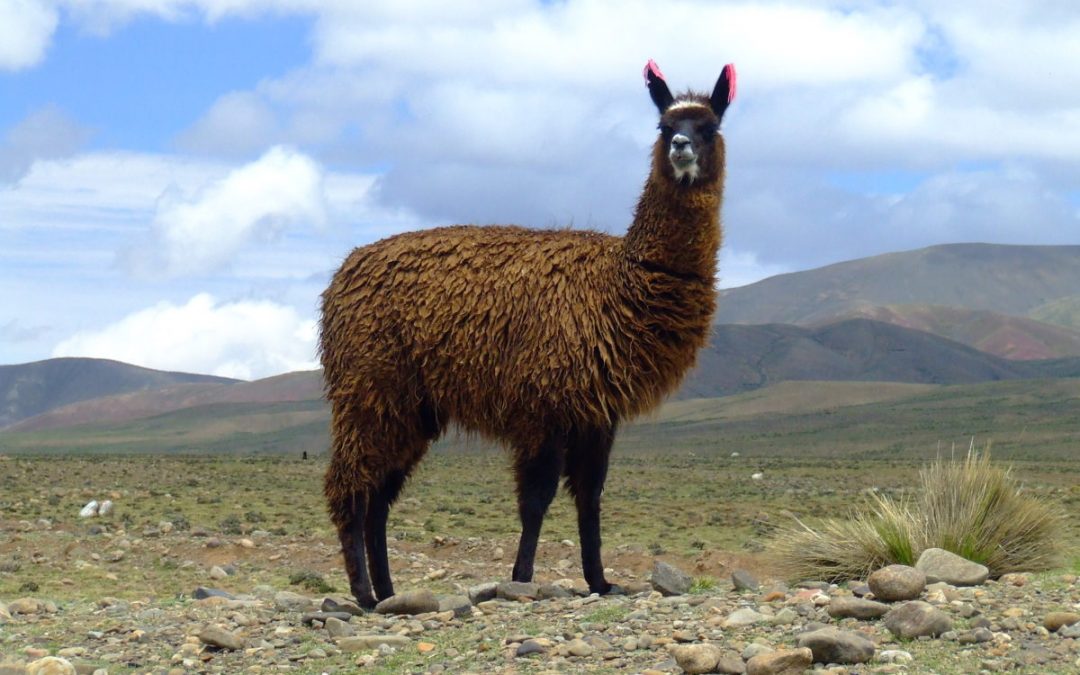 Savvy Updates, 11/19/18: On Feet, Inhaled Insulin, DiabeLoop, Senseonics Eversense, Quest, BG Control and Brain Health, Capillary Biomedical, AND LLAMAS!