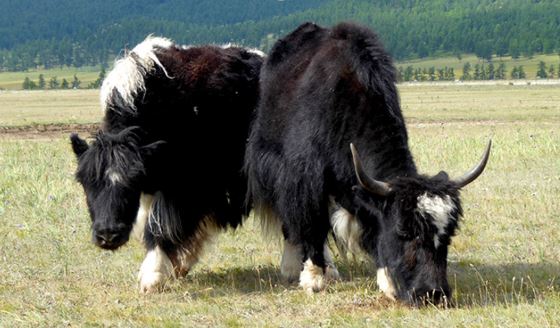 Savvy Eating 2/20/19: Fiber, Water, Processed Meats (BAD!), Yak Milk, Coffee w/out Coffee Beans