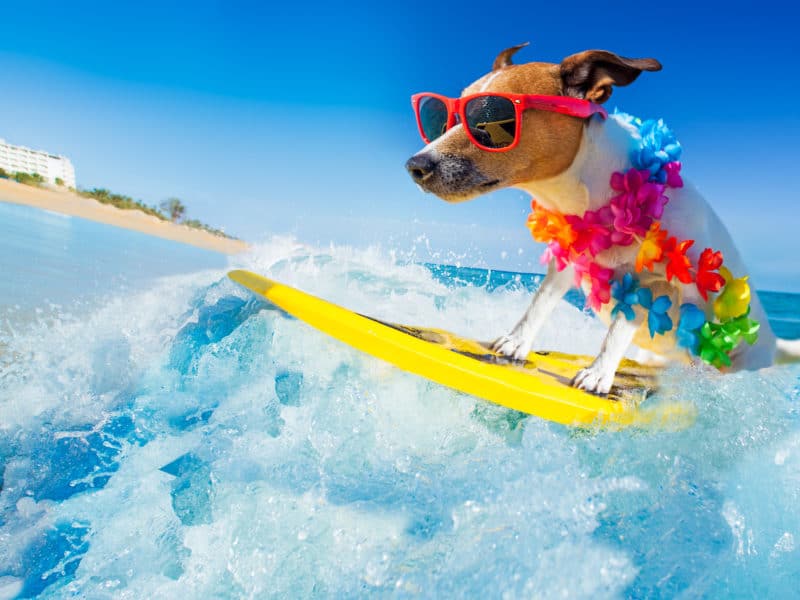 Savvy Updates, 7/29/19: Nasal Glucagon, How to Treat Low Blood Sugars, Sunburn, UnderMyFork App, All or Nothing Mentality