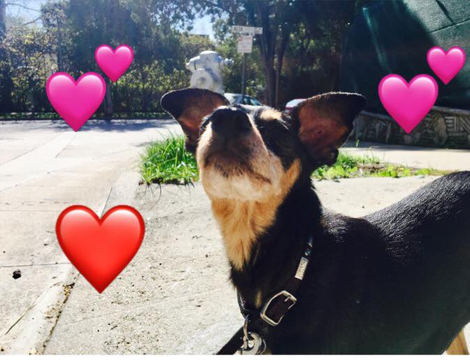 National Dog Day, 2019! Celebrate with Sammy Dogis, Jr.