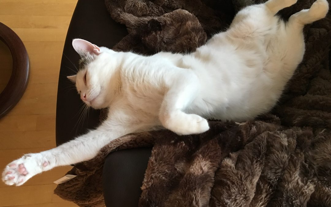 Savvy Friday: Meet Charlotte, T1 Cody the Cat’s Little Sister