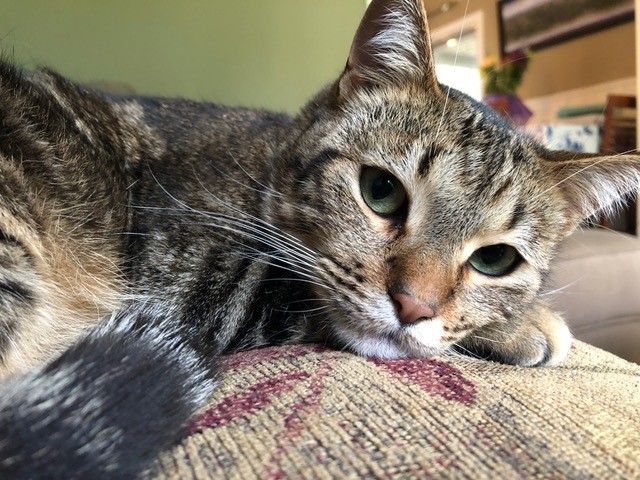 Savvy Pets, 8/9/19: Meet Little Mikey