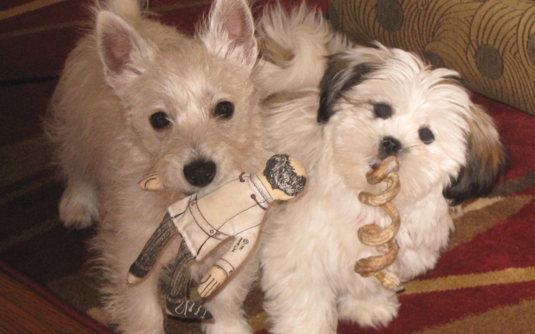 Savvy Freday Fun, 8/1/19:  Medical Words, #IHearYou … And Meet Hey Buddy and Bon Bon