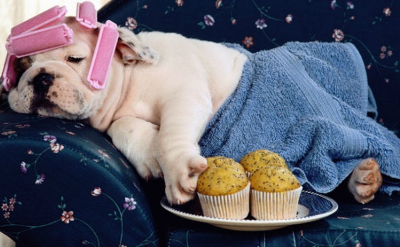 Savvy Health, 10/25/19:  Gut and Fiber, Nuts, The Perfect Egg, Just Do It, Rage Yoga, Plant-Based Pantry, Med Students and Veterinarians