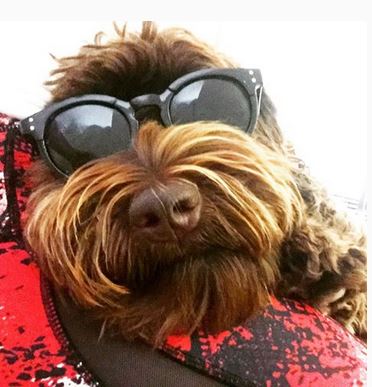 Savvy Pets, 9/20/19: Presenting Bailey, the Australian Labradoodle!