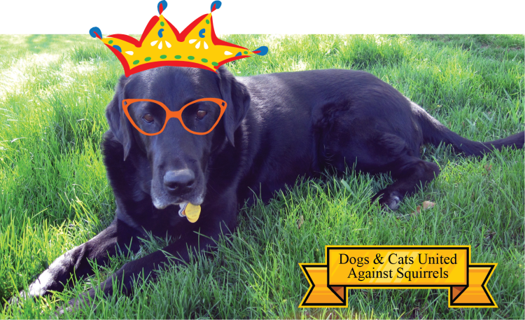 Savvy Pets:  Remembering Abby the Black Lab