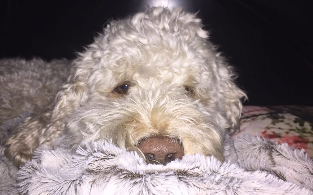 Savvy Pets, 10/18/19: Quincy, the Glucose Retriever