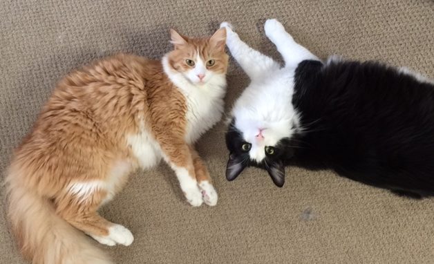Savvy Pets, 11/22/19:  Hello, Astro and Jett, very COOL cats!