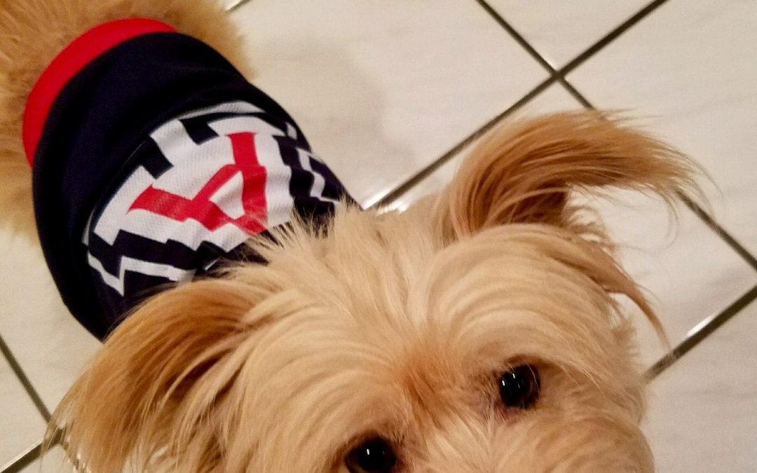 Savvy Pets, 11/15/19:  Hello Scout!  And why you should look at cute animals online!