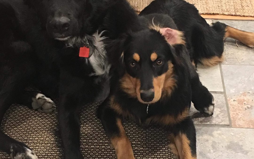 Savvy Pets, 1/24/20:  Woof to Finn and Scout … and Dogs Rescuing Koalas in Australia