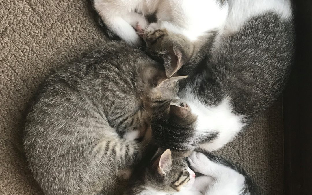 Savvy Pets, 1/17/20:  Awww, FOUR Kitties!!! And Are Cats Liquid?