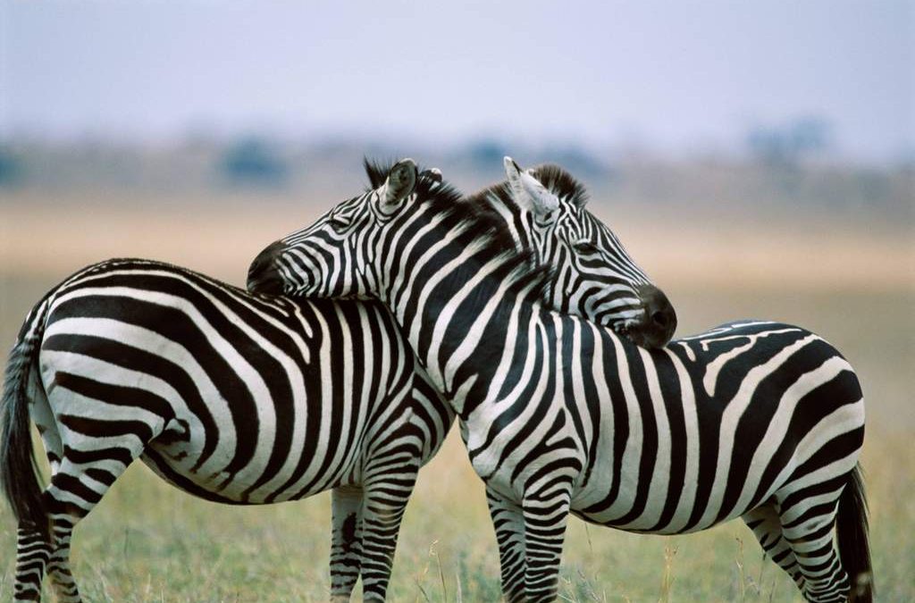 Savvy Updates, 1/13/20: Better Infusion Technology, Ketone Meter, Fixing the USB Design Flaw, New Skin Care, Photo Food Apps, Zebras and Mosquitos