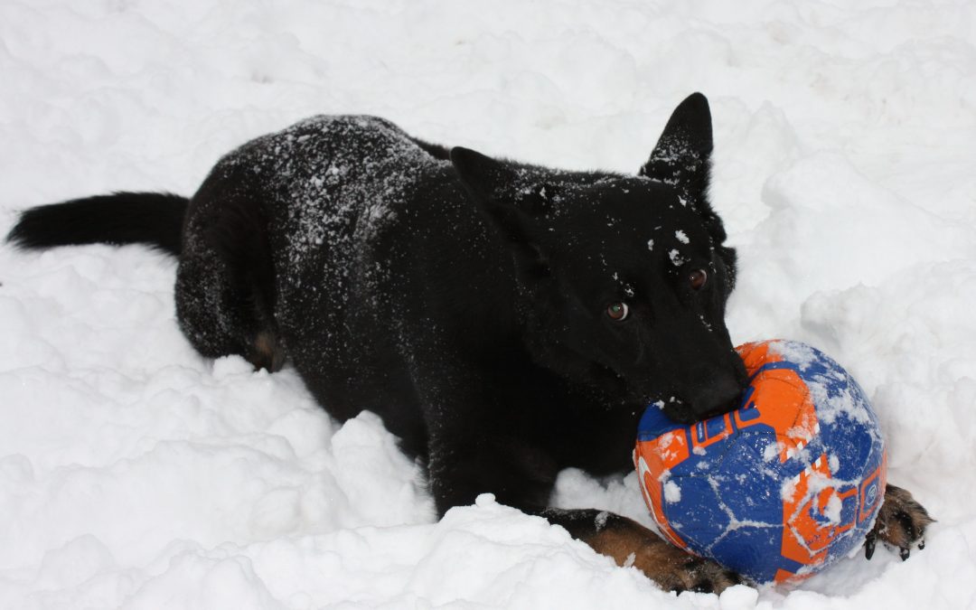 Savvy Pets, 1/10/20: Here’s Jersey, from Jersey!  And how to calculate dogs’ real ages!