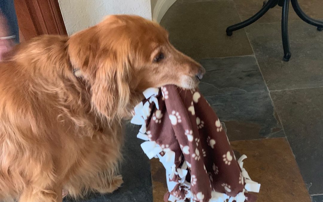 Savvy Pets, 2/14/20:  Happy Valentines Day, Dear Ripley … and Dogs Love Reggae and Soft Rock