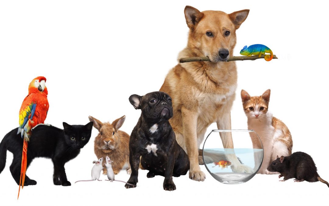 Savvy Extra, 7/21/21:  DiaTribe Musings on Science, Hope and Clinical Reality,  D Neuropathic Pain, Yummy Smelling Bug Spray AND Pet Stories