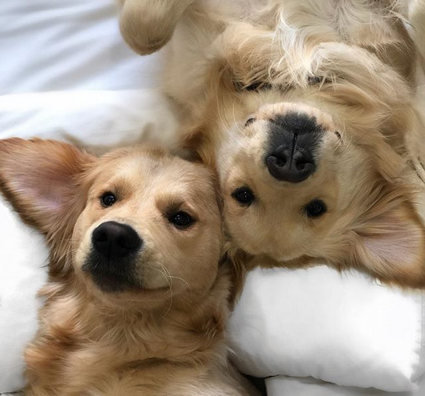 Savvy Pets, 5/15/20:  Huskies just to make you smile