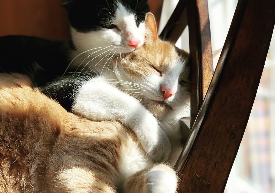 Savvy Pets, 5/29/20:  Stunning Max & Summer (from a super T1D family …