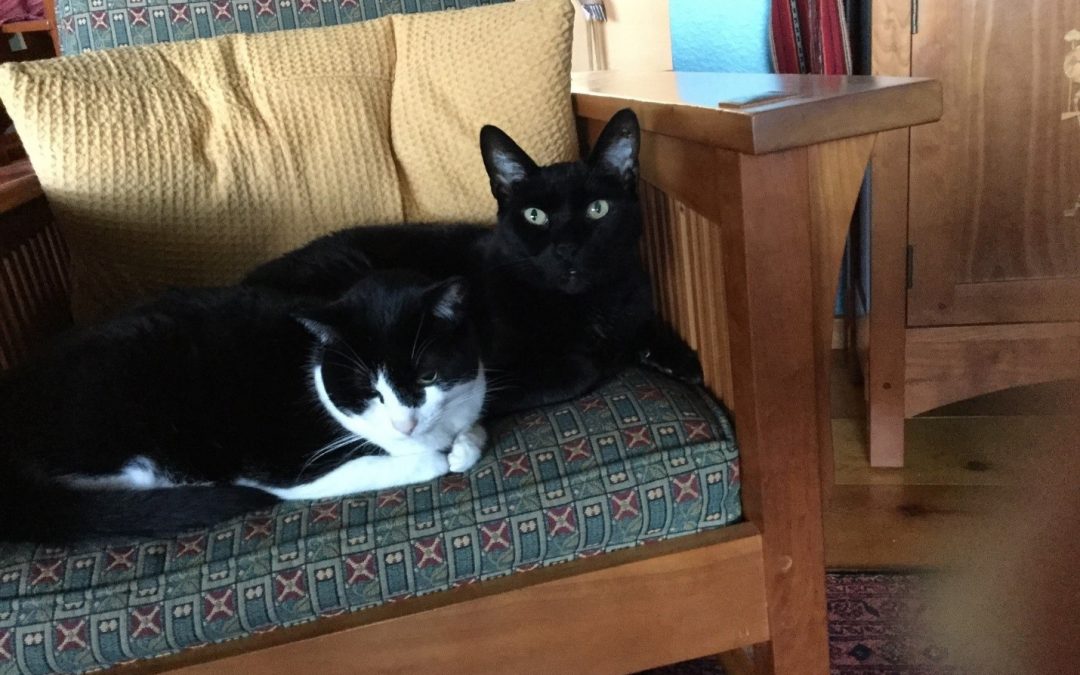 Savvy Pets, 6/26/20: Pure Love with Sir Oliver and Bella … Amazing Facts about Cats