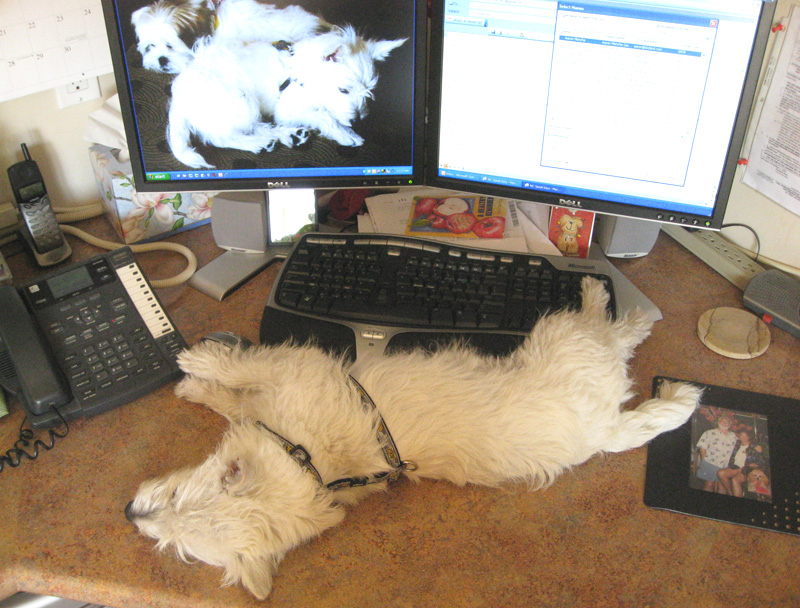 Savvy Pets, 6/19/20:  T1Ds sheltering in with our pets!