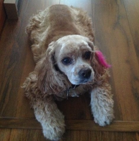 Savvy Pets, 6/12/20:  In Loving Memory, dear Samantha … and Dogs Paw Preference?