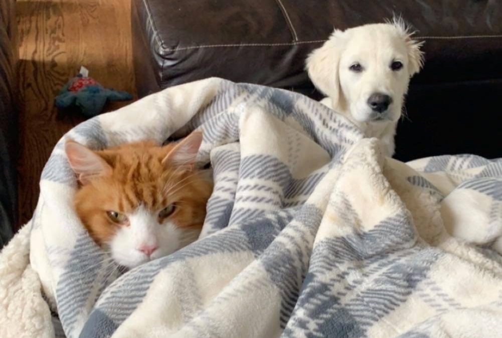 Savvy Pets, 7/31/20:  Hennessy & Lilo … living in harmony!