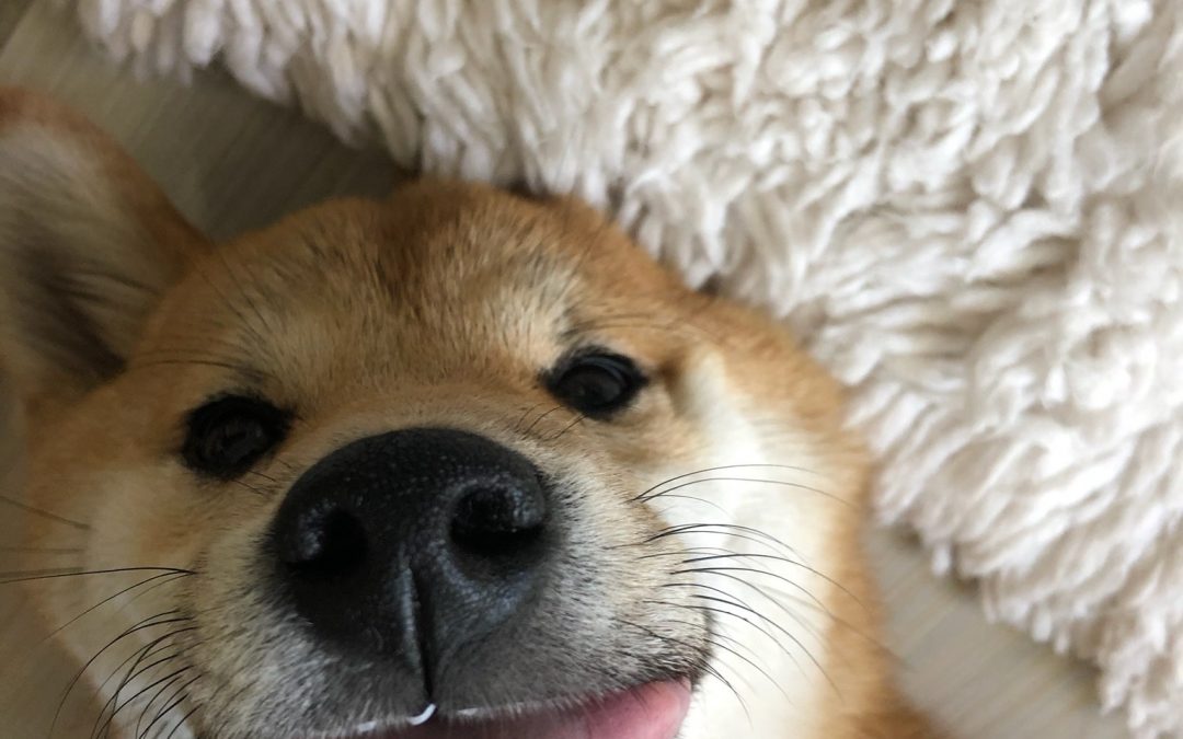 Savvy Pets, 7/17/20:  Sake, the adorable, spoiled grandpuppy … and Ikea’s Dog Puzzle Designer