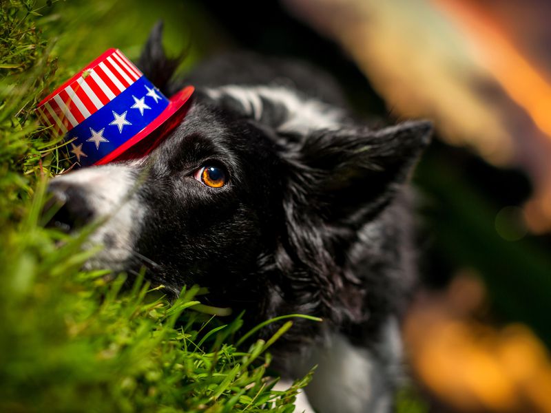 Savvy 4th of July, 2020:  Fireworks and Dogs