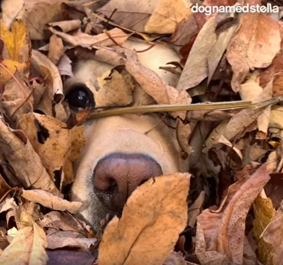 Savvy Pets, 8/7/20:  Stella’s best leaf jumps of ALL TIME