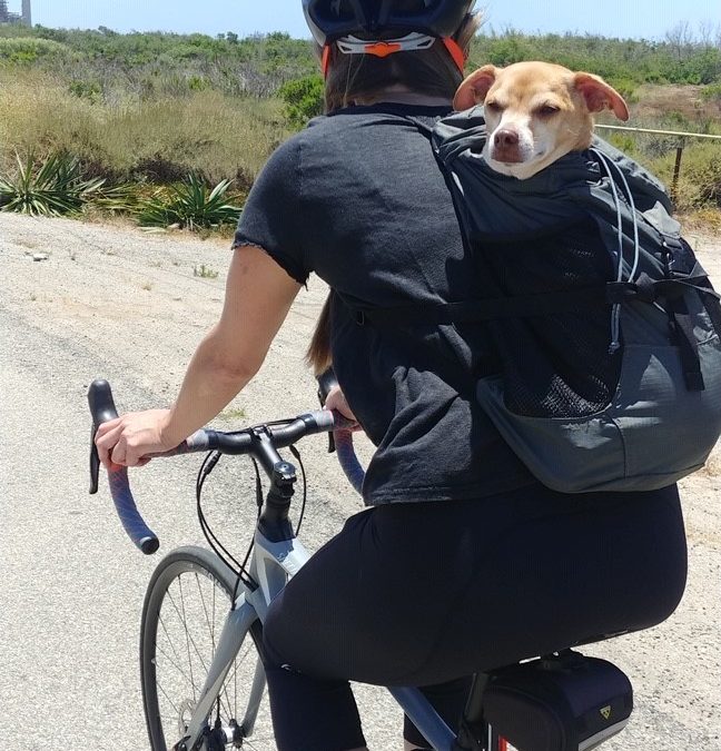 Savvy Pets, 11/20/20:  Howdy Mr. Bones and DB!