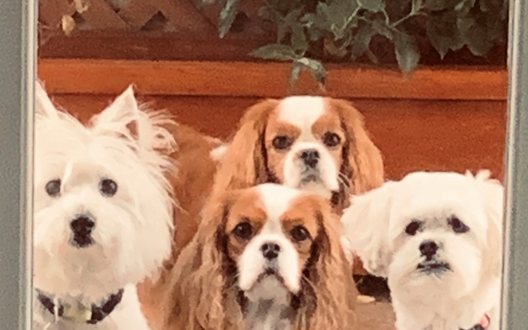 Savvy Pets, 12/11/20:  Animals Almost Being Majestic!