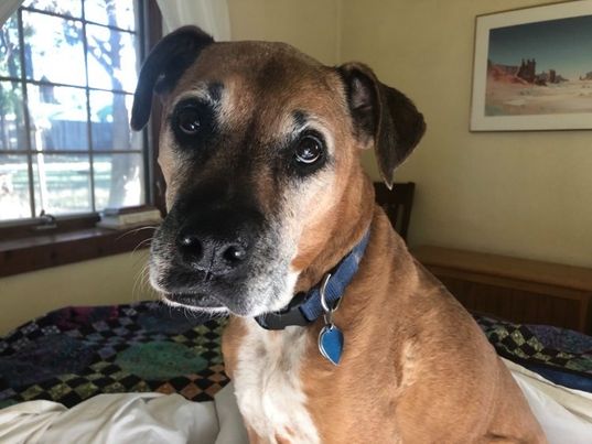 Savvy Pets, 1/29/21:  Good Golly, Ms. Molly!