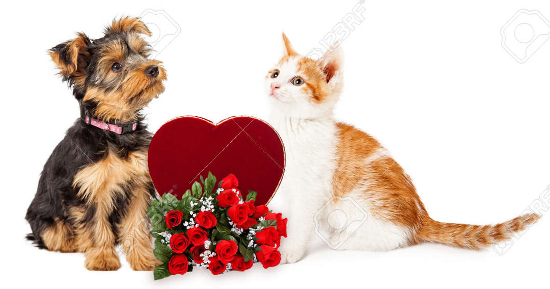 Savvy Pets, 2/12/21:  Valentine’s Day with The Dogs of 2020