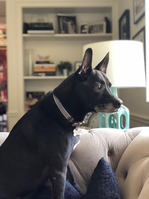 Savvy Pets, 3/5/21:  Calvin, the “talking” pup!