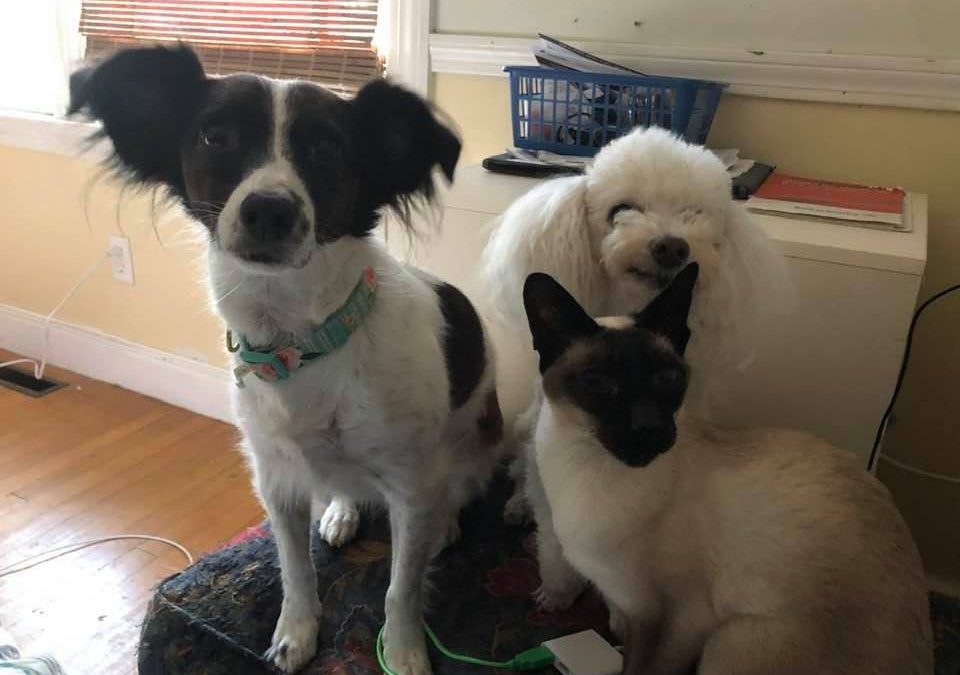 Savvy Pets, 4/16/21:  Callie’s got LOTS of PETS!