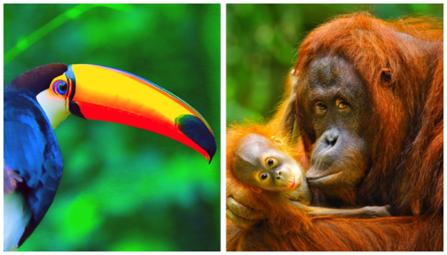 Savvy Science, 10/1/21:  Shape Shifting Animals, Elephants & Siblings, Bat Gut Biome on Fast Food