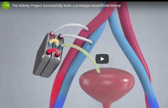 Savvy Updates, 10/4/21:  Lilly Lowers Insulin Price, Omnipod 5 Closed-Loop System, First Artificial Kidney, EASD/ADA Consensus Report, Research Update