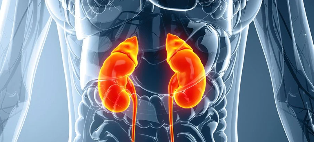 Savvy Updates 5/23/22:  Evotec/Sernova Beta Cell Replacement Therapy for Cure to Diabetes, How Kidneys Actually Work, Neuropathy & Diabetes Fatigue