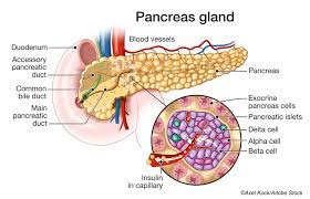Savvy Updates, 2/6/23: GoodRx Shared User Data, CGM Issues for Elderly, Chickpeas, Your Immune System, Pancreatic Capillaries Persist After Beta Cell Loss