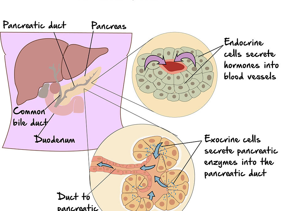 Savvy Updates 4/10/23:  Abbott FreeStyle Libre Class 1 Recall, 2 T Cell Populations, Gut Health on TikTok, Pancreatic Endocrine & Exocrine Cells, “Counting Carbs is a Crapshoot!”