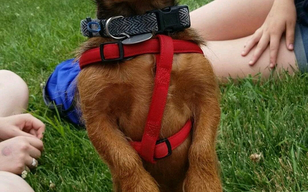 A Sad Note: Looping Truman, T1D Pup, Crossed Over the Rainbow Bridge