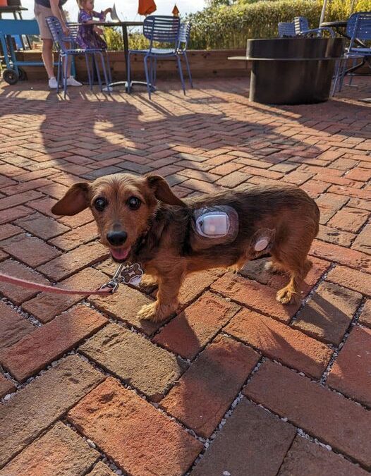 Savvy FEATURE! Truman, the Pup with T1D, is LOOPING! Plus Update on Quincy, the Koala Bear on CGM